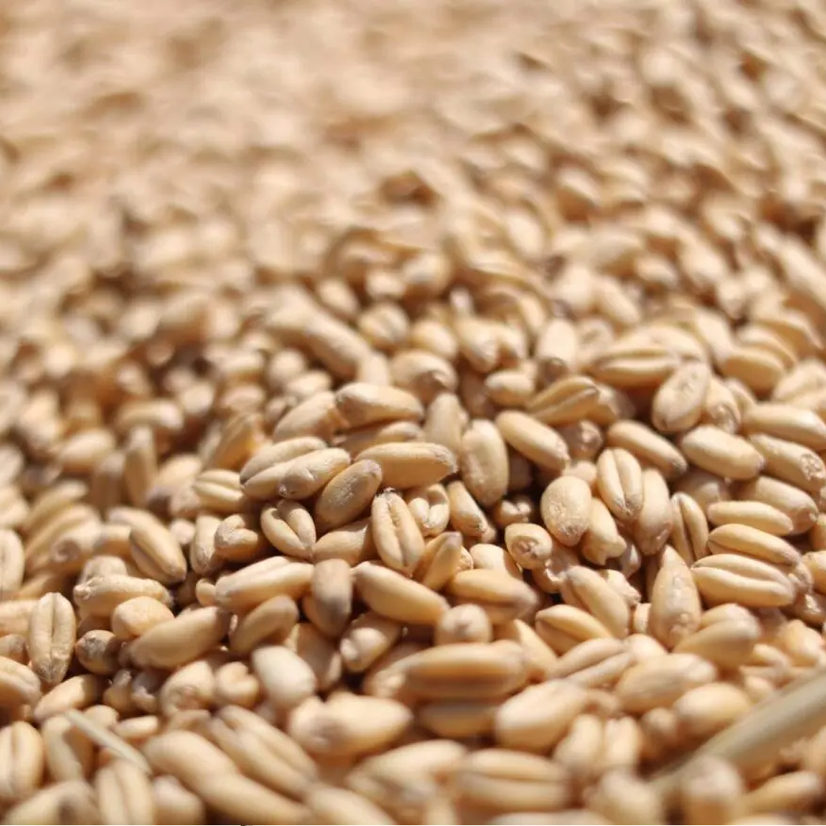 FLAMEKISSED™ WHEAT