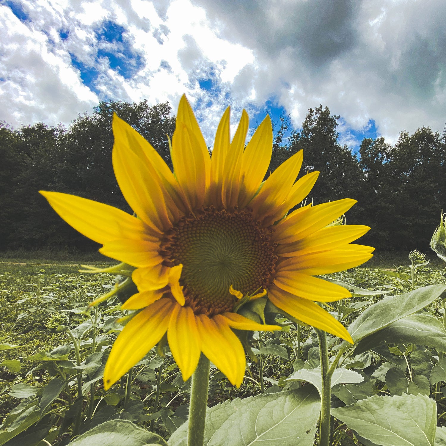 SHOWTIME CLEARFIELD SUNFLOWERS