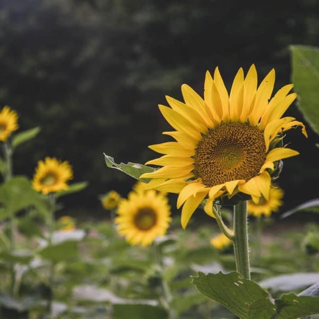 SHOWTIME CLEARFIELD SUNFLOWERS
