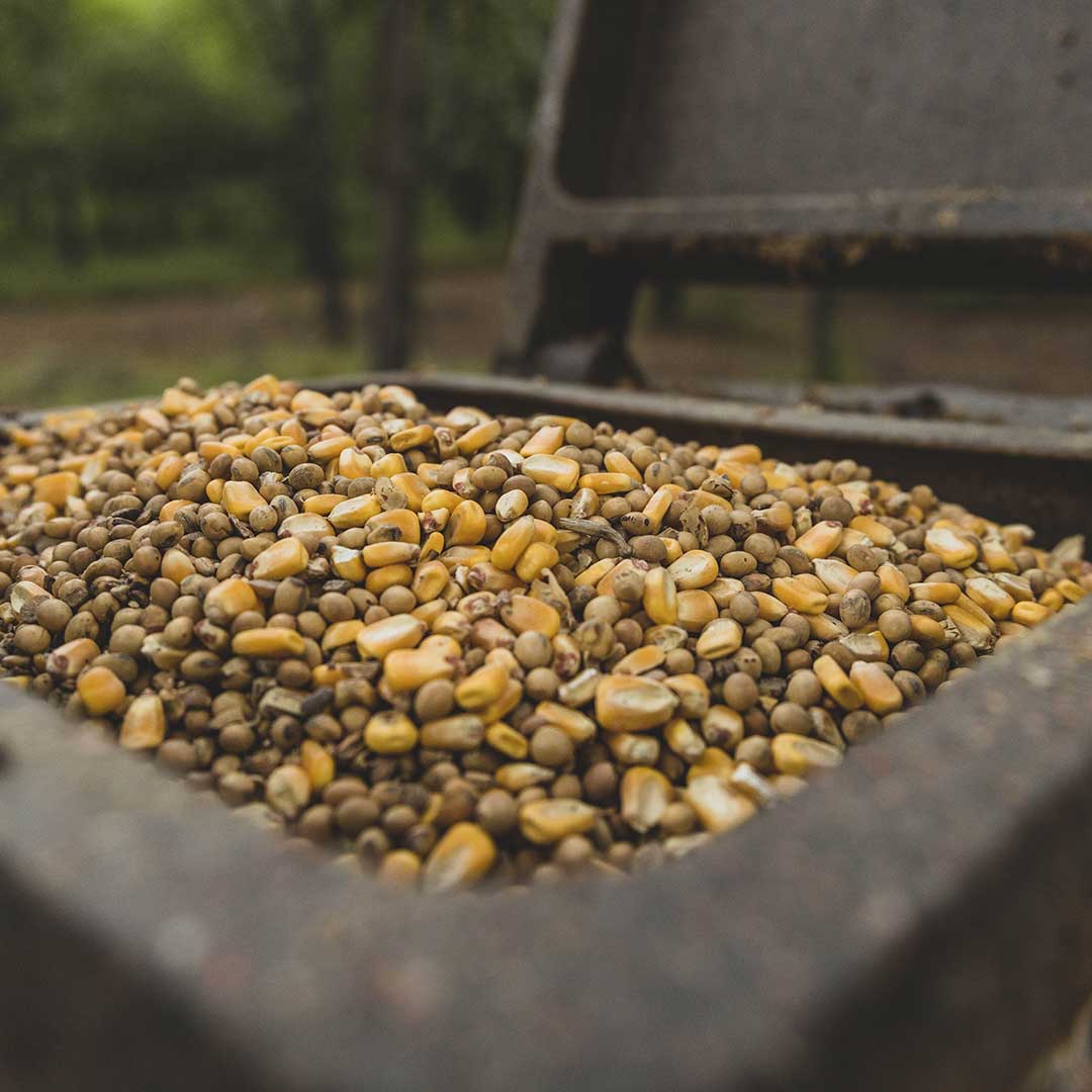 FLAMEKISSED™ 16% CORN/SOYBEAN BLEND