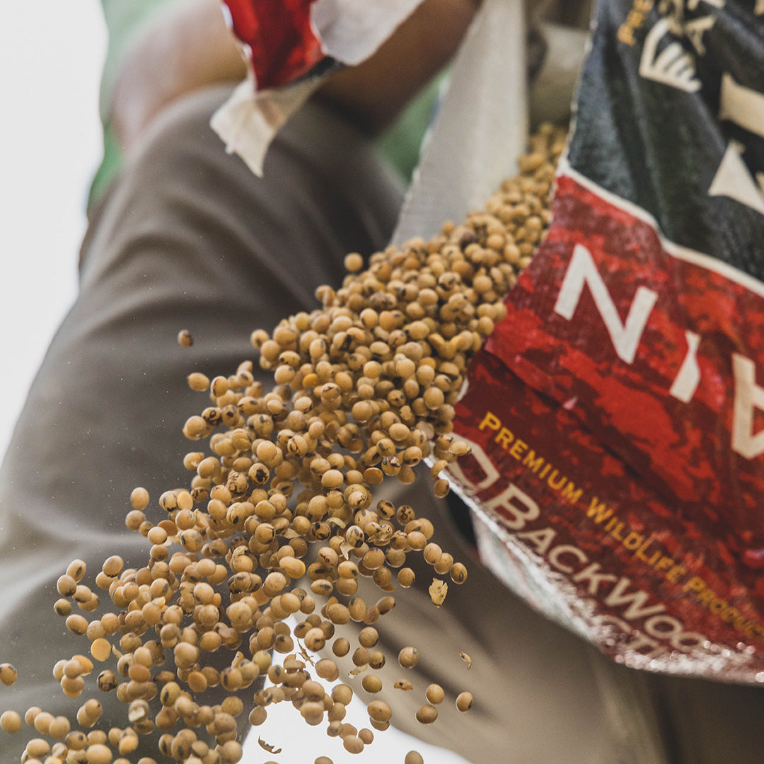 FLAMEKISSED™ SOYBEANS