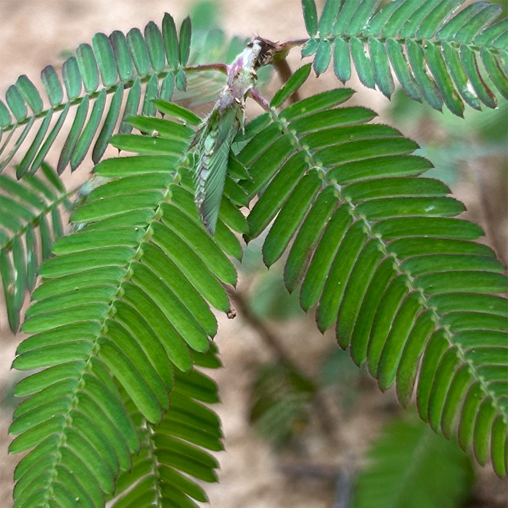 DEER VETCH