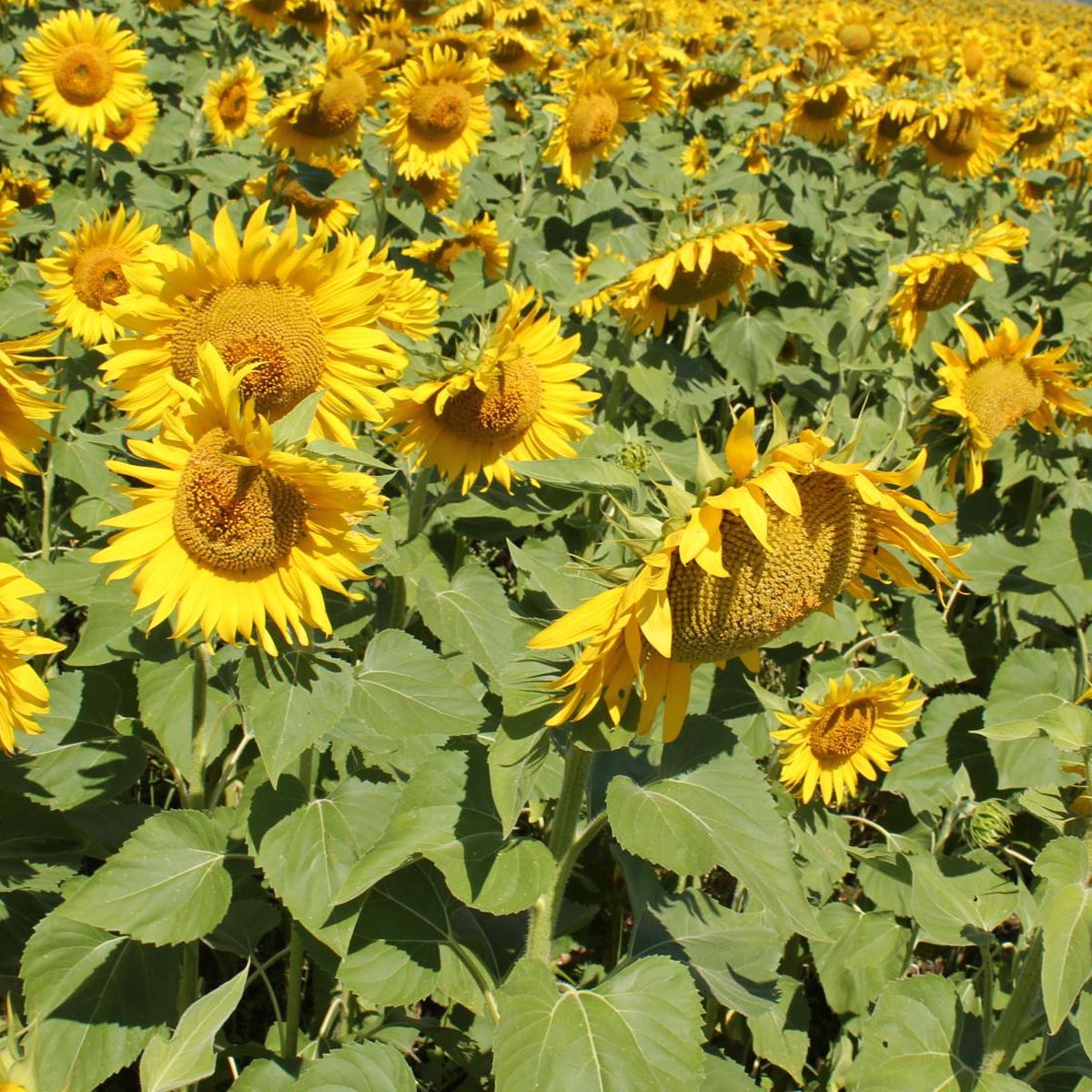 SHOWTIME CLEARFIELD SUNFLOWERS