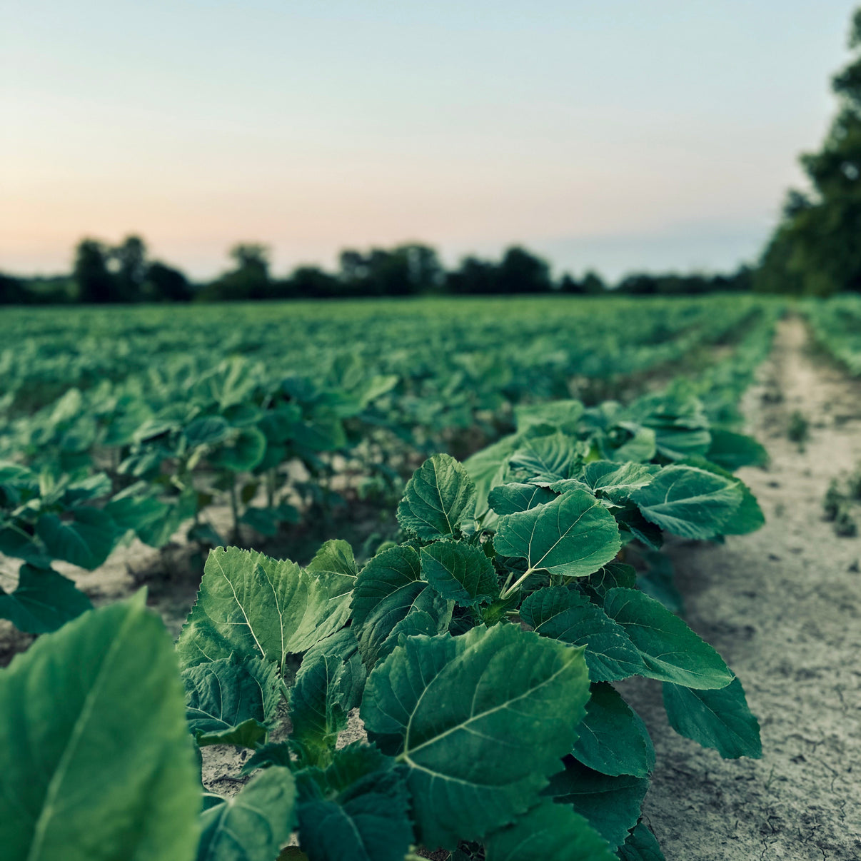 SHOWTIME CLEARFIELD SUNFLOWERS Backwoods Premium Wildlife Products