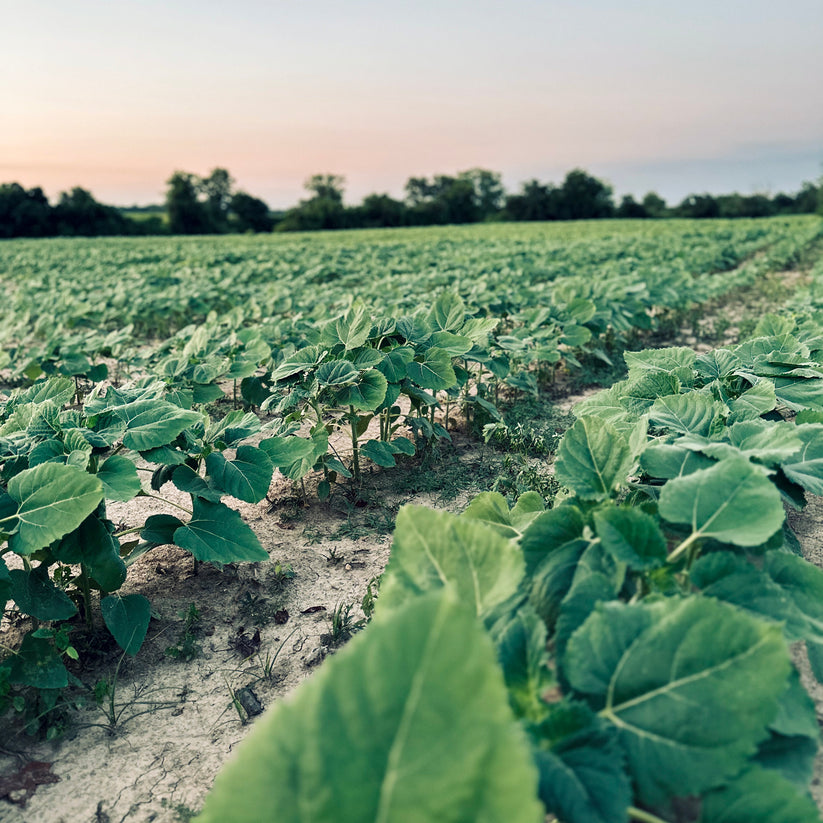 SHOWTIME CLEARFIELD SUNFLOWERS Backwoods Premium Wildlife Products