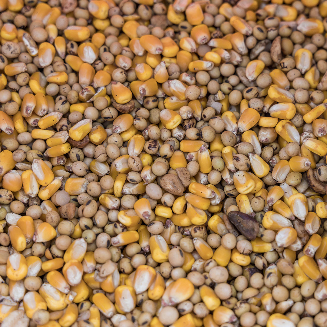 FLAMEKISSED ALL ROAST