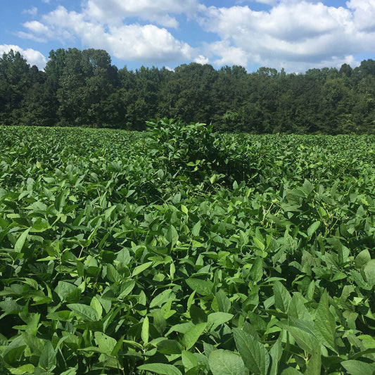 REVIVAL RR FORAGE SOYBEANS