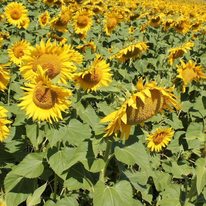 SHOWTIME CLEARFIELD SUNFLOWERS Backwoods Premium Wildlife Products®
